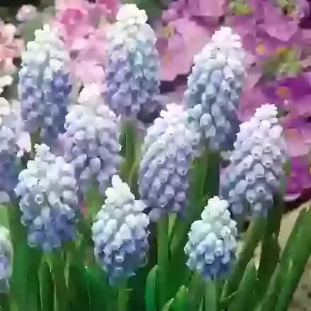Ocean Magic